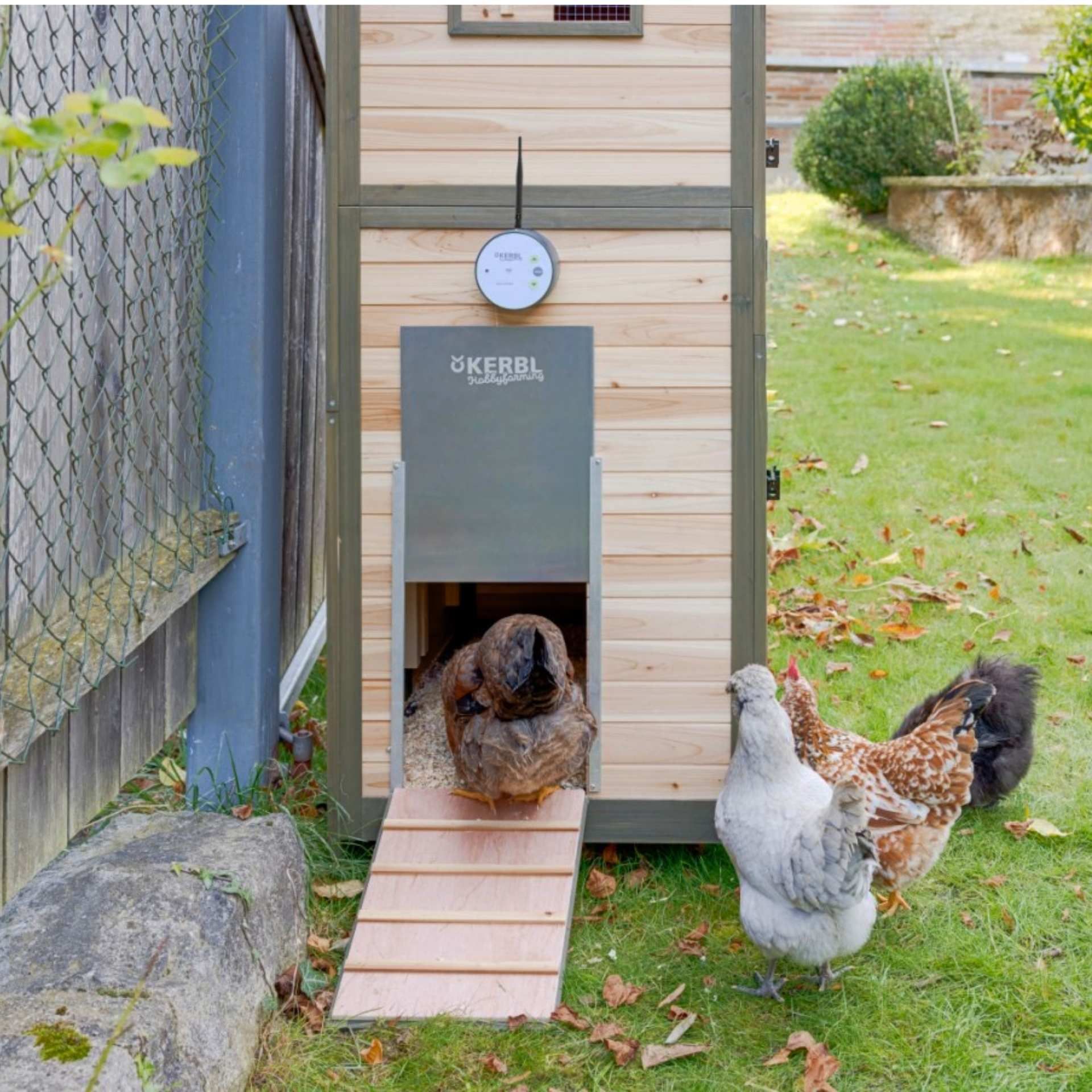 chicken coop, wooden coop, run, roosting box, hen house