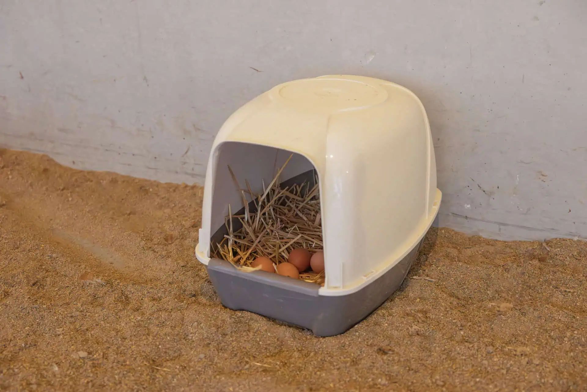 Pondoir pour poules Kerbl, plastique, jusqu'à 5 poules, en utilisation