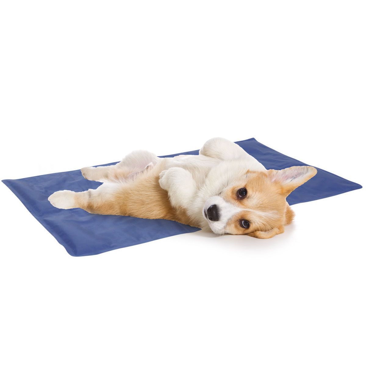 Tapis rafraîchissant pour chiens, en utilisation