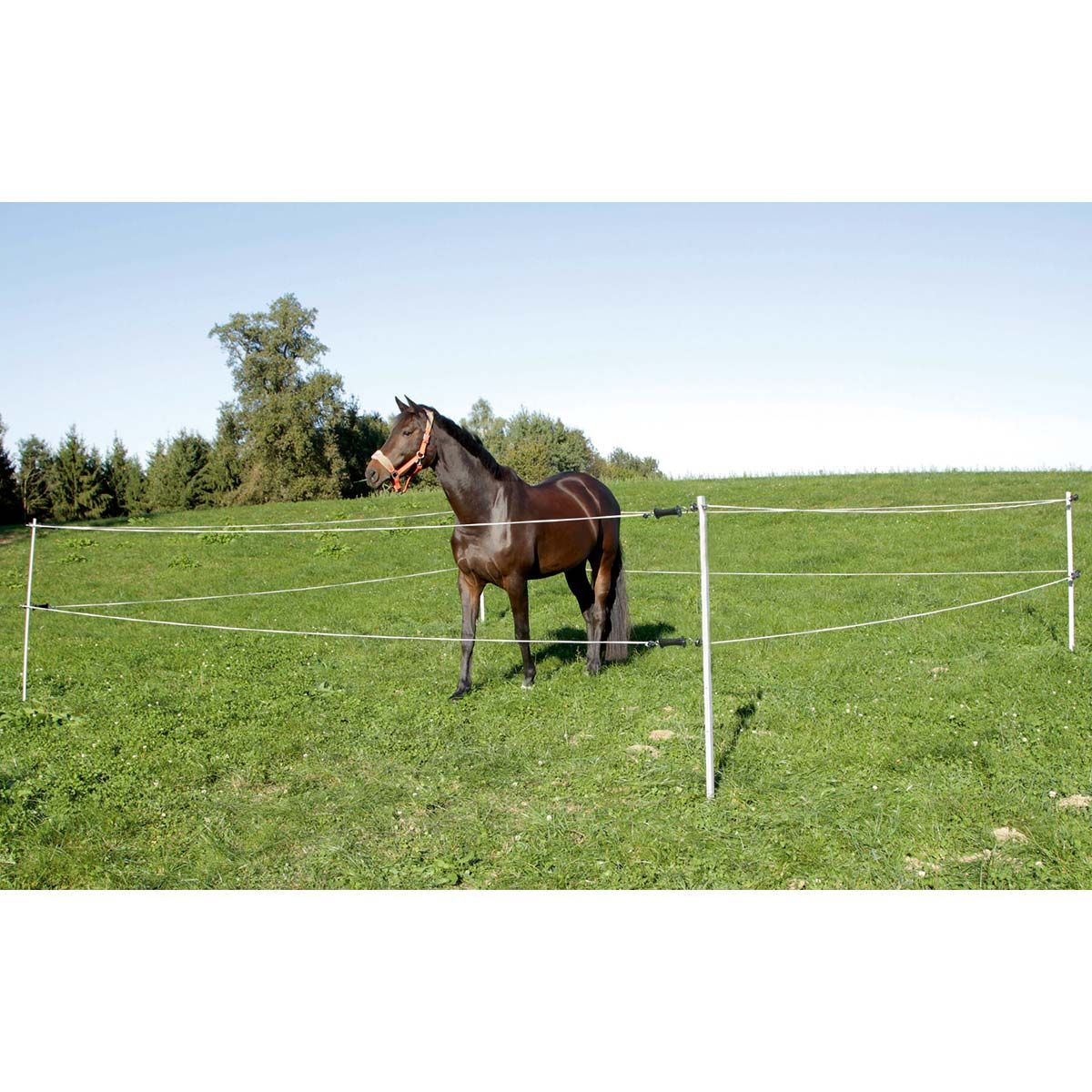 AKO Turnier Paddock Set 7 x 7 m ohne Weidezaungerät, im Einsatz, auf der Weide