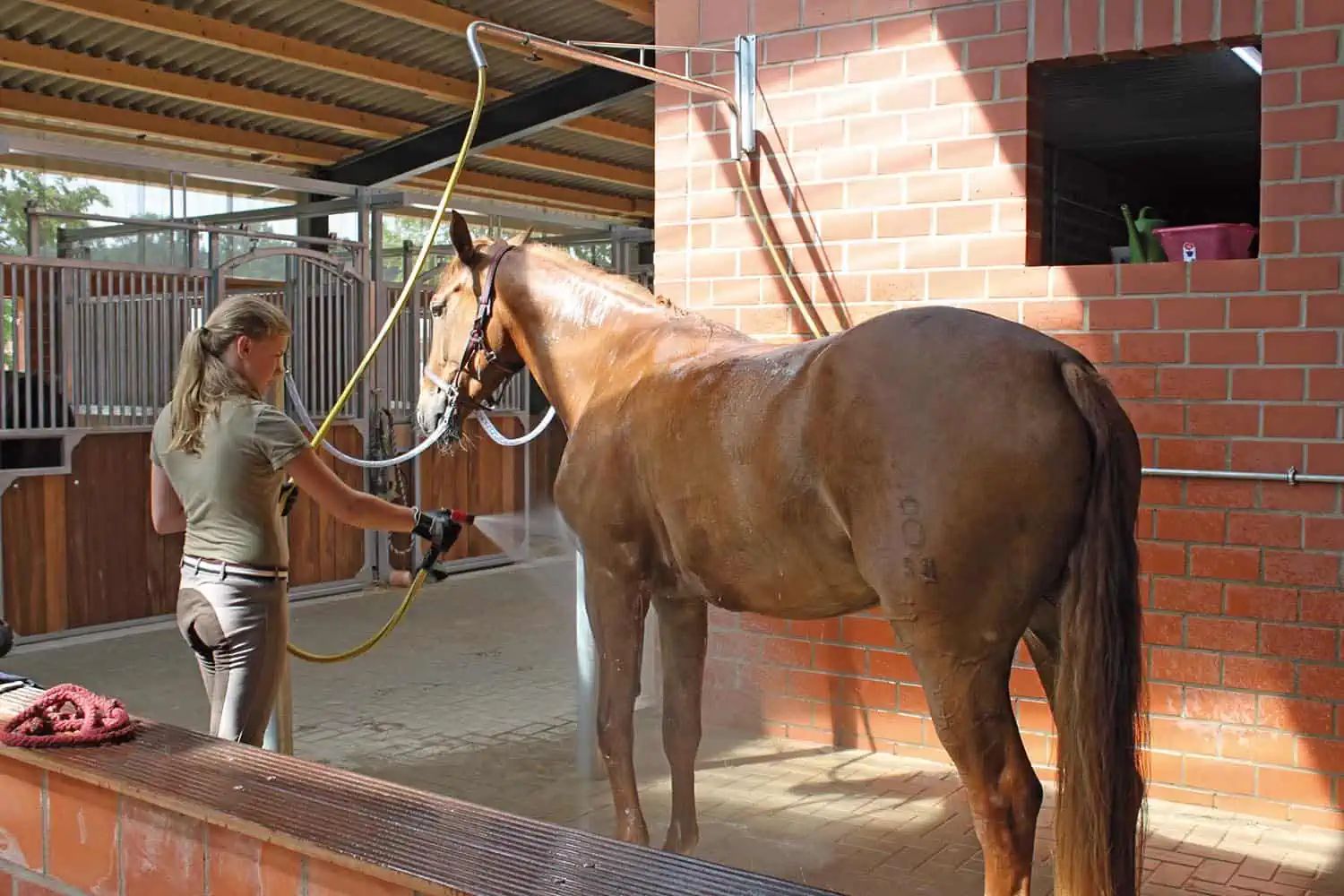 Horse spray shower can be swiveled variably, 1,2 - 2,3 m, in use