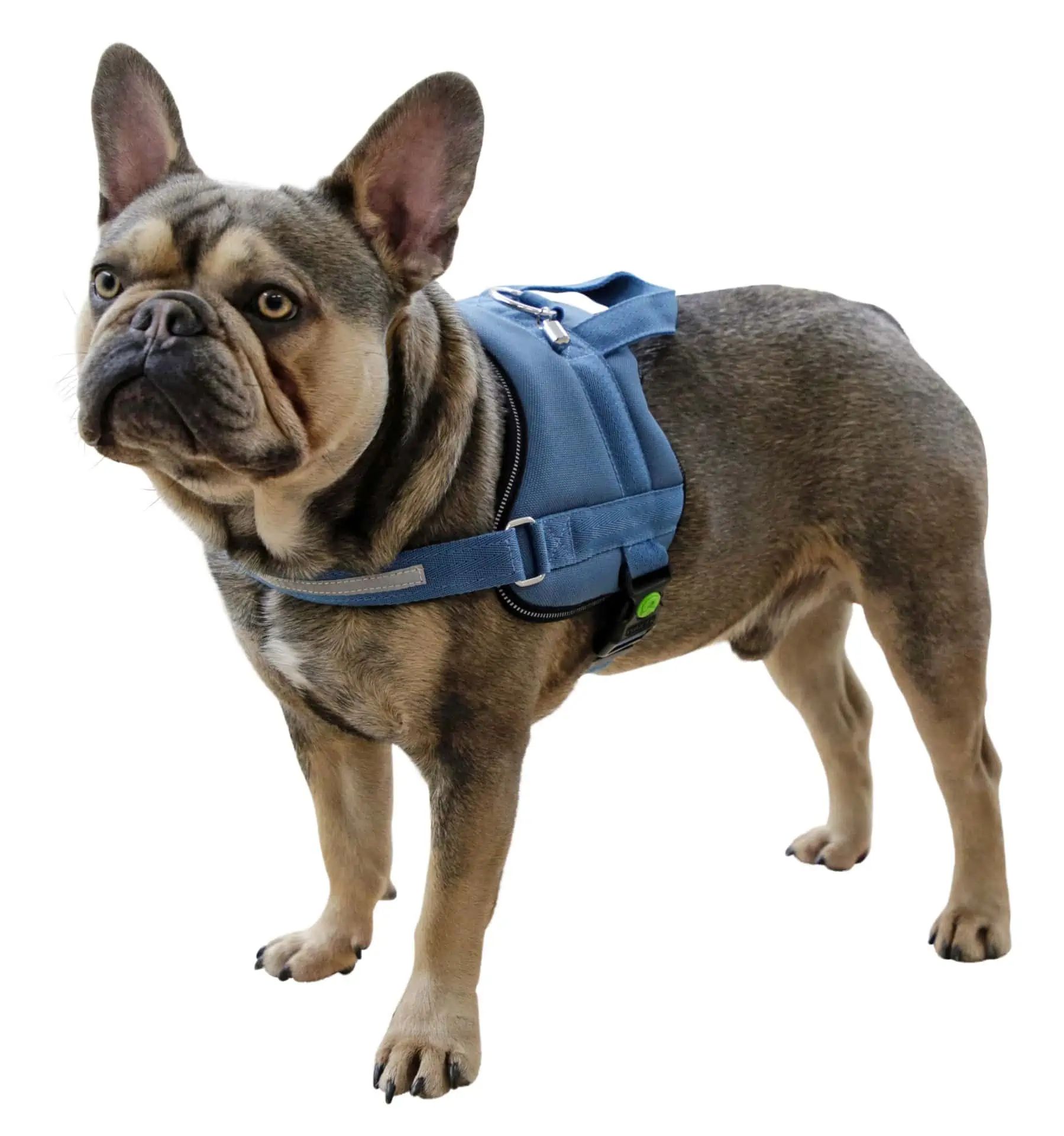 Kerbl Pet Hundegeschirr Maestro 2.0, Petrol, mit Adresstube, 45-60 cm