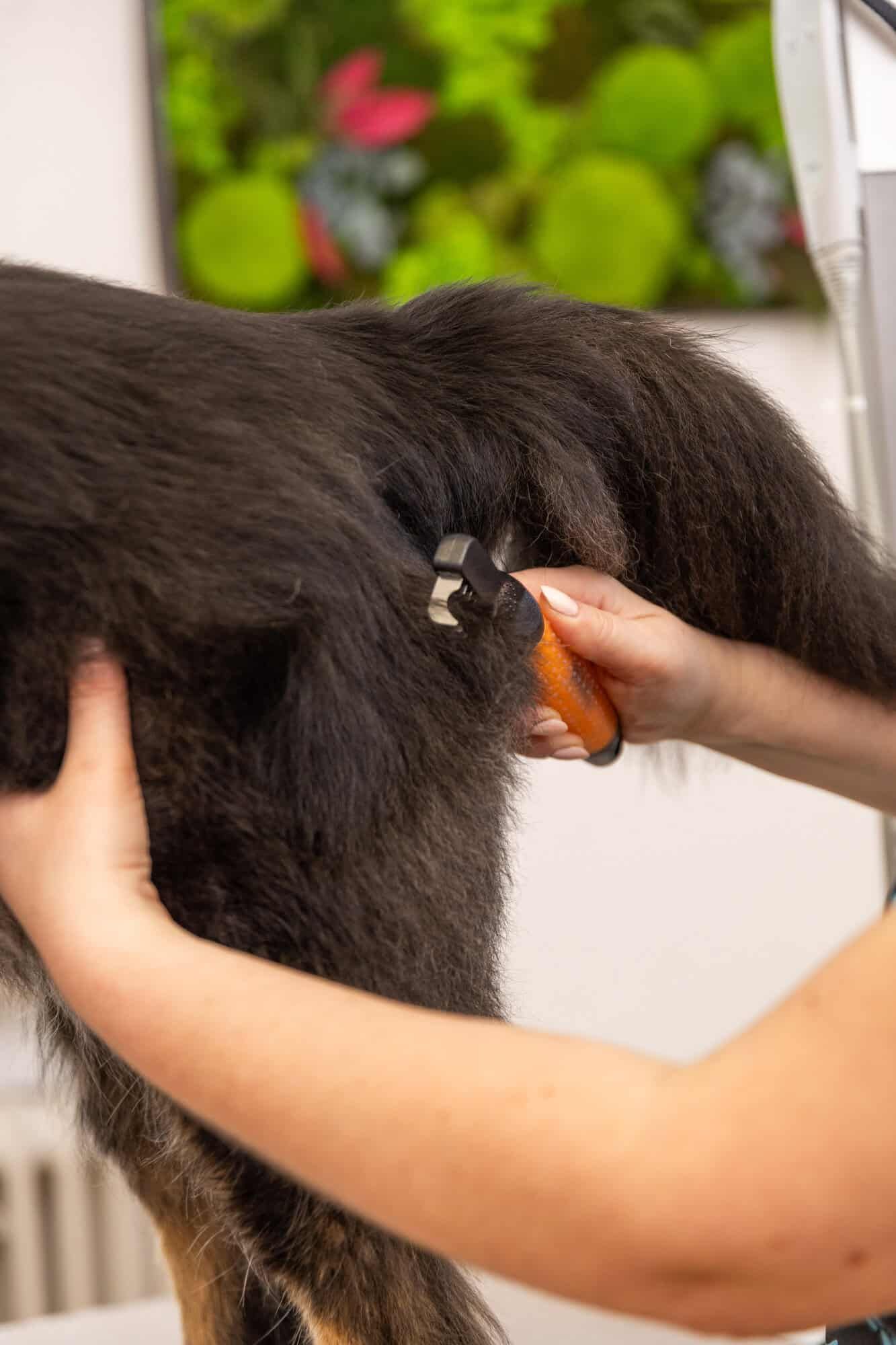 Wahl Entfilzungskamm für Hunde gegen Knoten, orange, im Einsatz