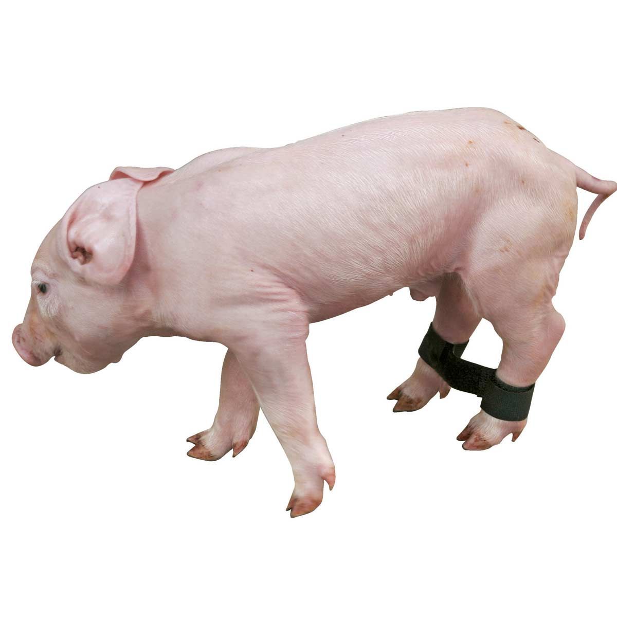 Courroies d'écartement Kerbl pour porcelets, lot de 12 à velcro, en utilisation, jambe