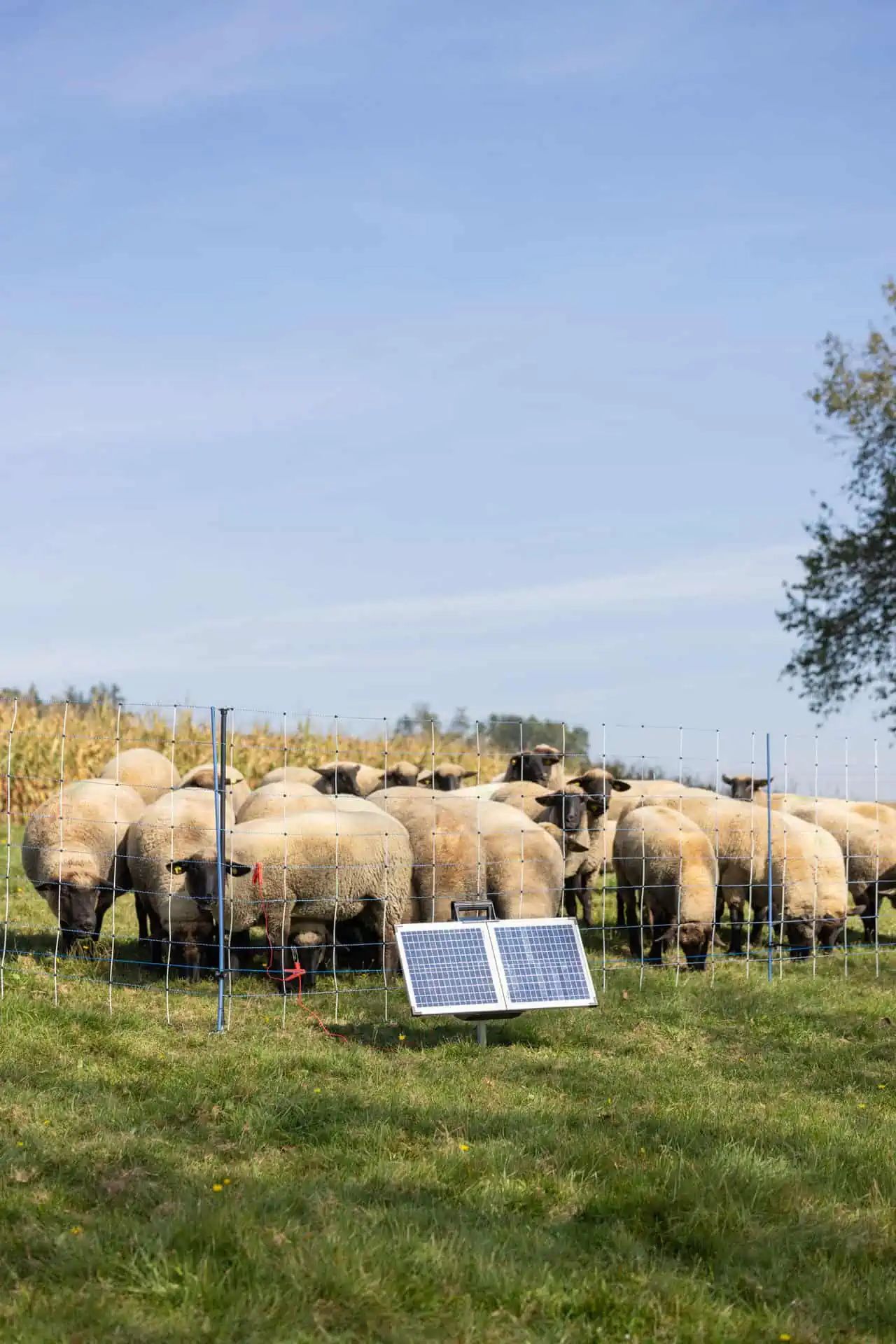 AKO SunPower S2400 Smart 12V Solar Fence Energiser, 3.2 Joule, in use, in the paddock