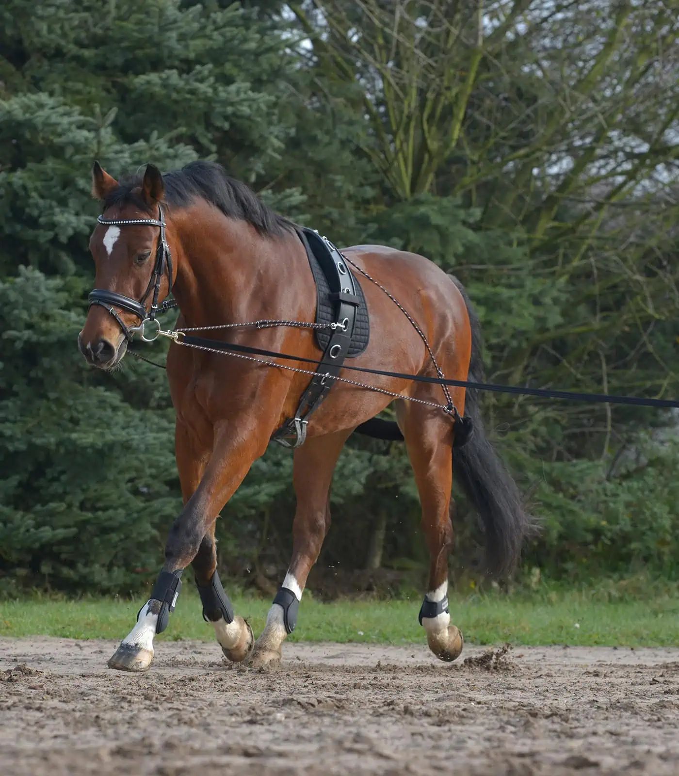 Waldhausen Système de longe pour chevaux, active l'arrière-main, Pur-sang/Sang chaud