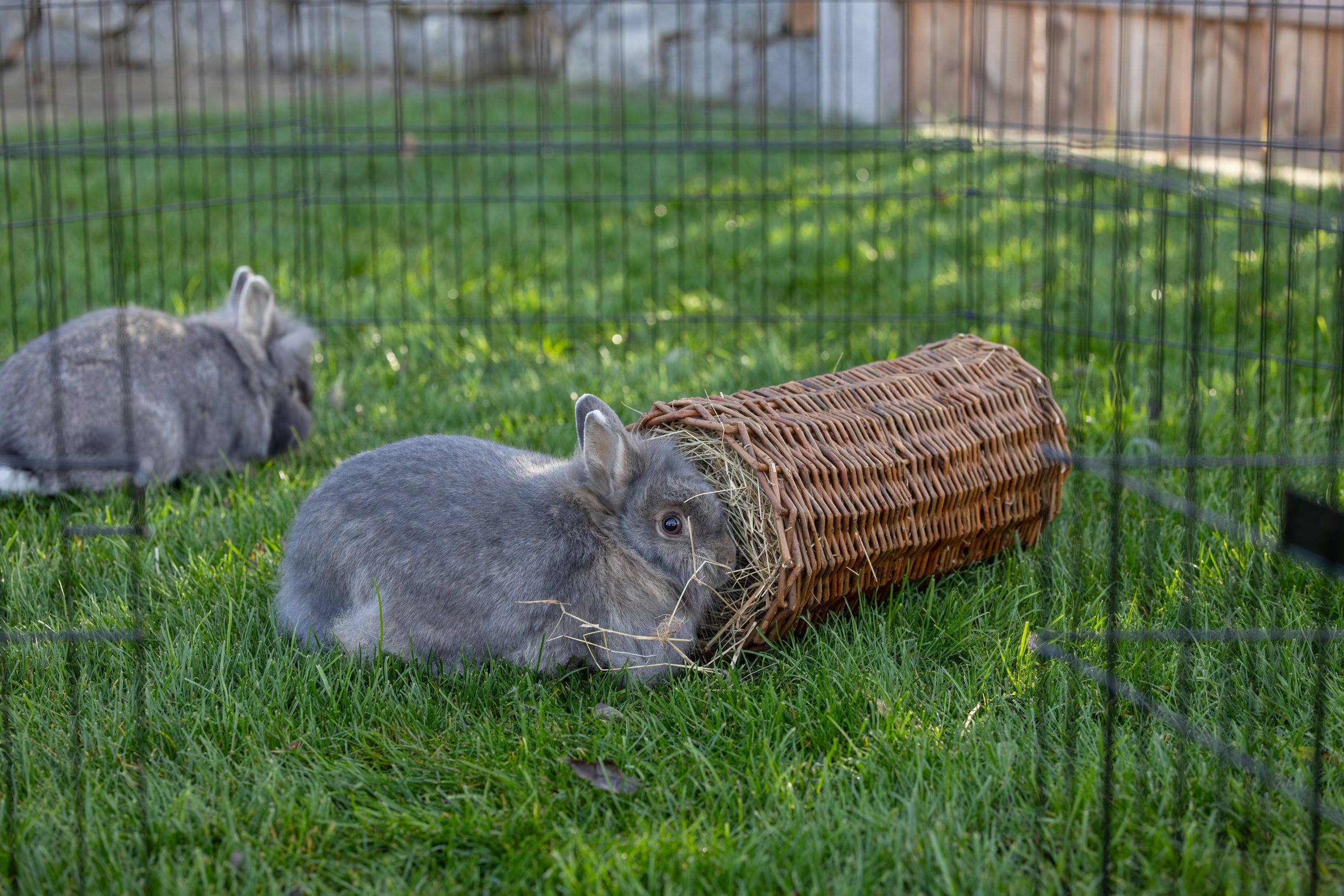 kaninchen, Hase, Gras, Korb, Heu