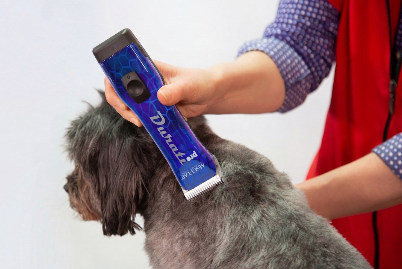 hundepflege, hunde-schneidegerät, tierfell, elektrischer trimmer, blaues gerät