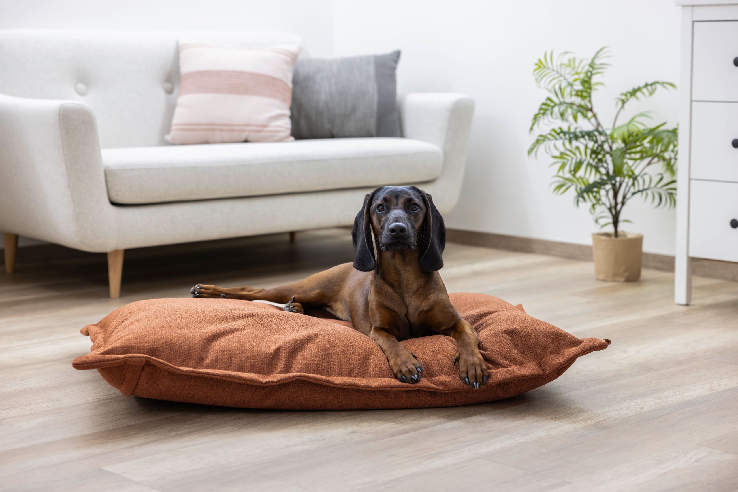 dog, puppy?, sitting, brown, pet bed