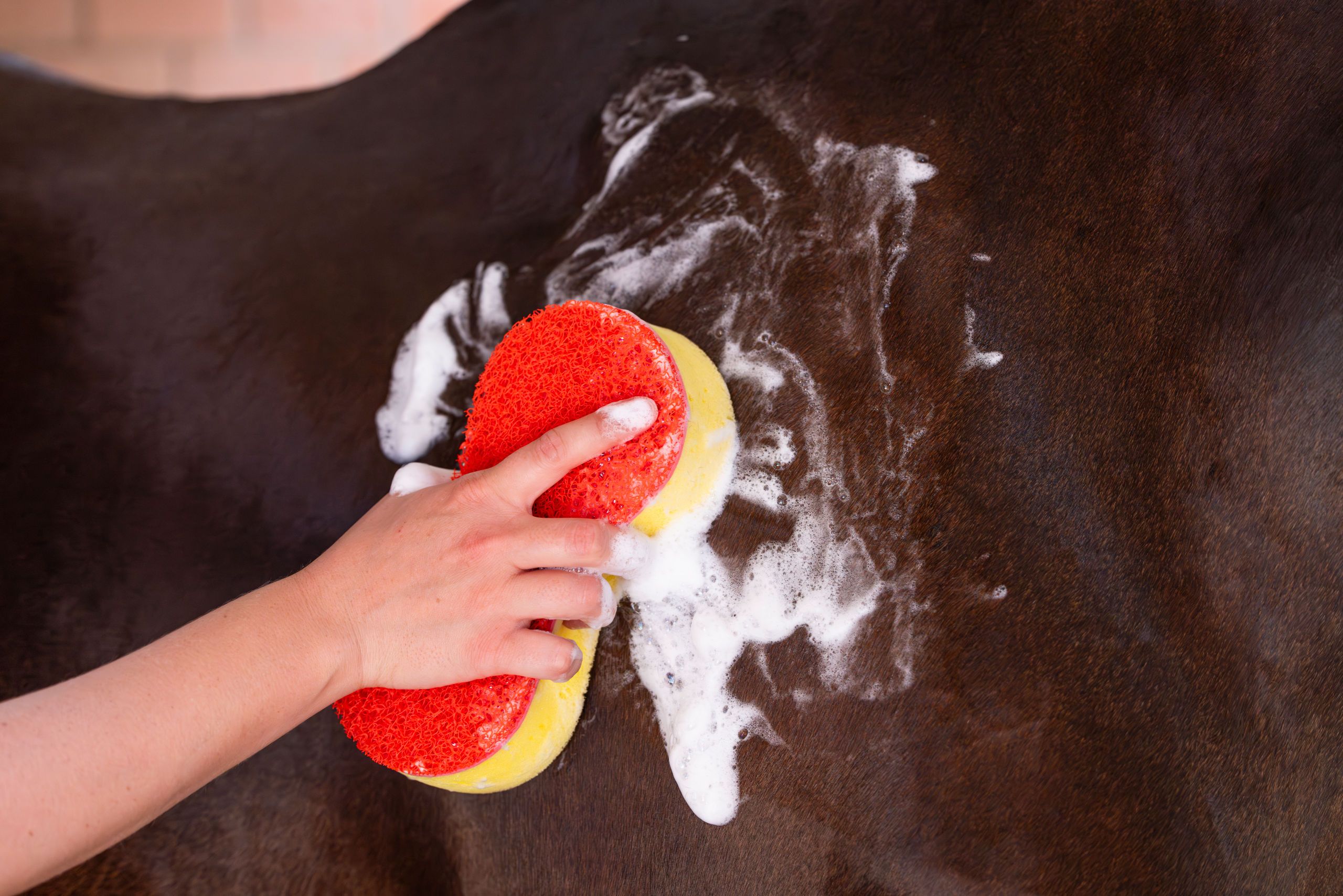 horse, washing, grooming, sponge, bath