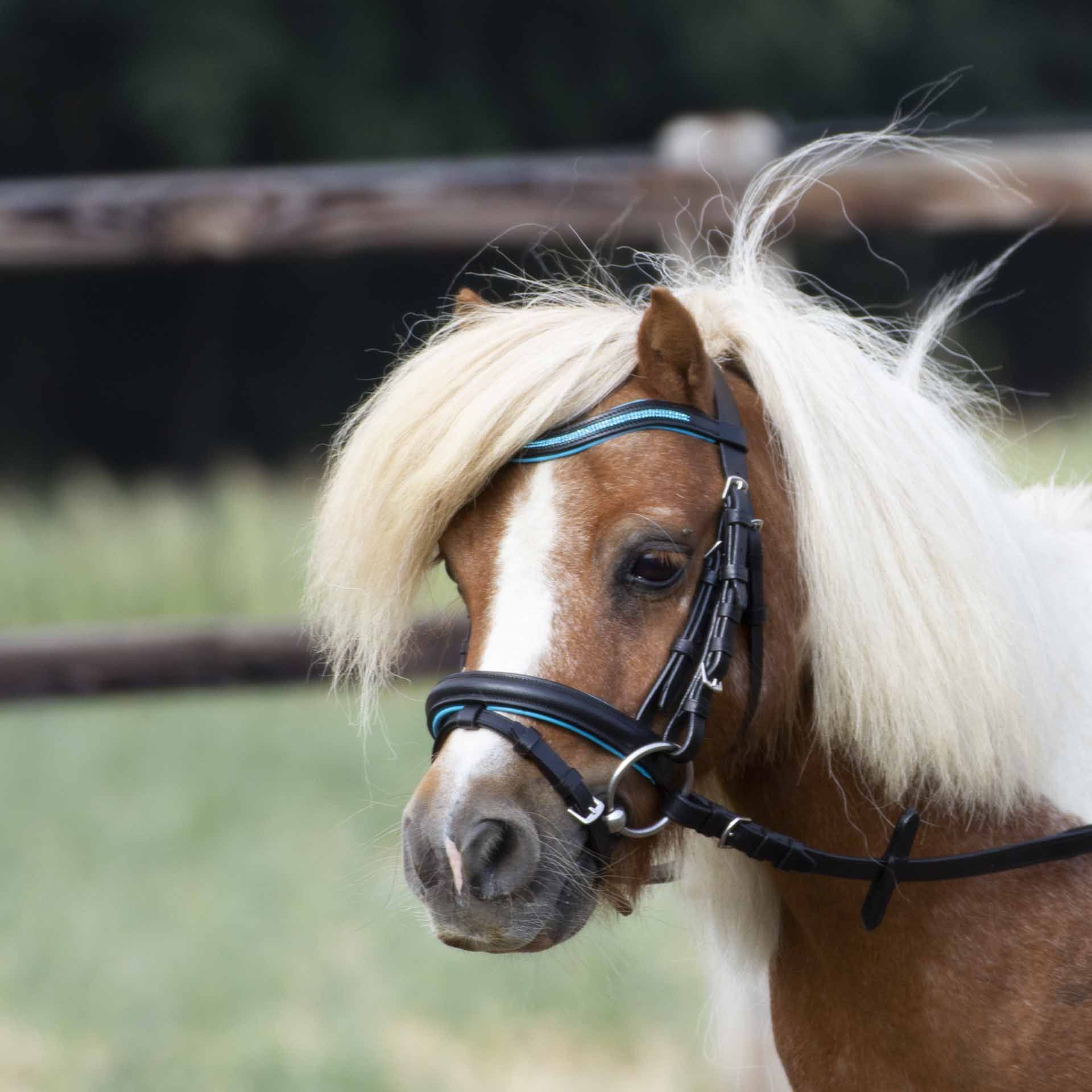 BUSSE Snaffle LITTLE Mini-Shetty fekete