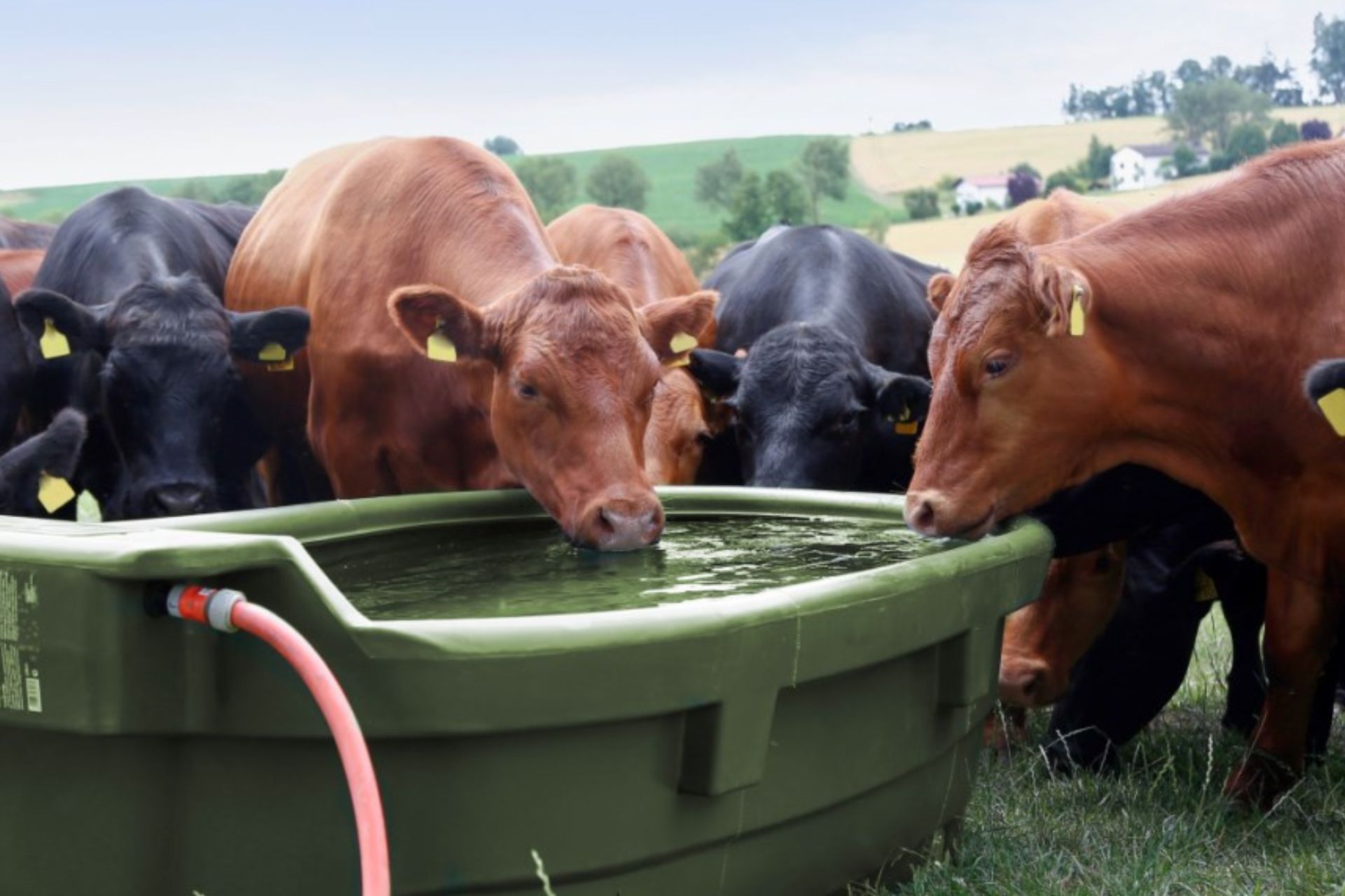 Rinder, Kuhherde, Viehbestand, Wassertränke, Weide