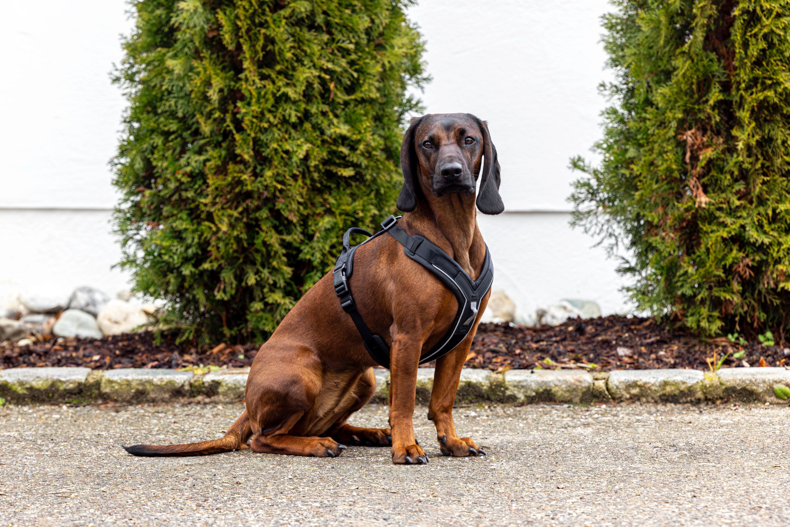 Kerbl Pet Dallas Hundegeschirr Y-Form gepolstert, 2 Anleinpunkte