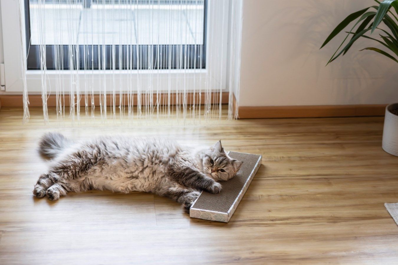 Kerbl Katt-Klösbräda Flat av wellpapp, med CatNip-påse, 46 x 12 cm, i användning, inomhus