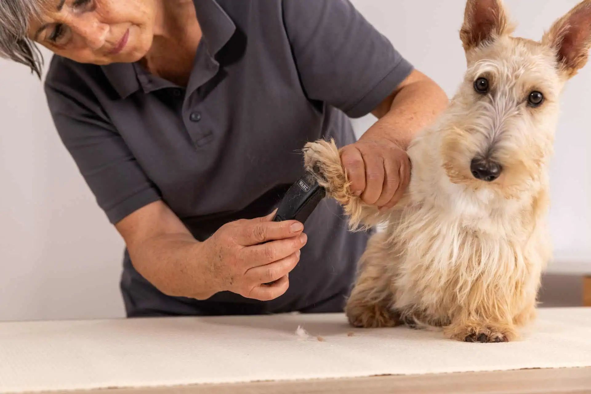 Person kuerzt mit kleiner Schere die Pfotenhaare eines hellen Terriers