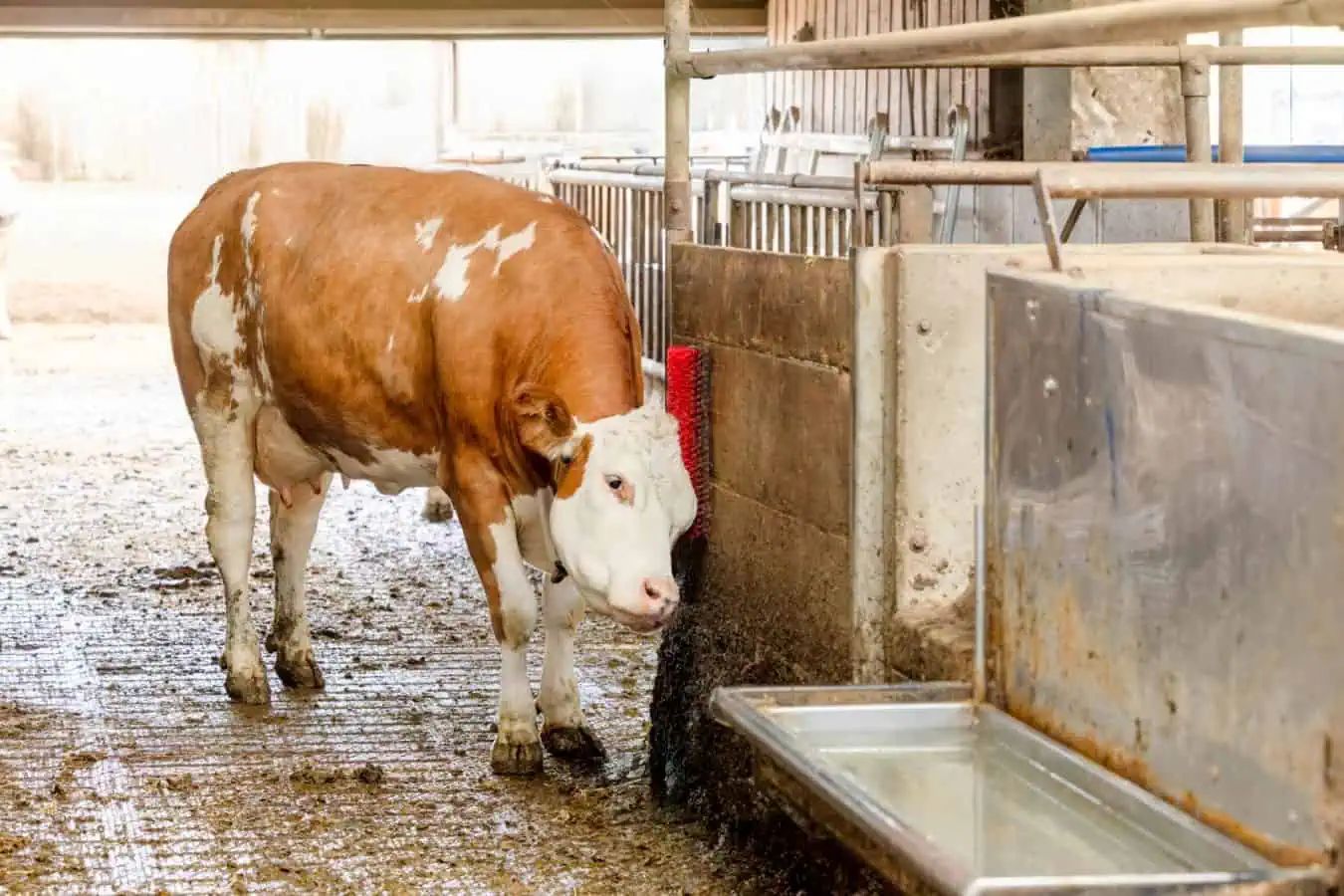 Agrarzone Scratching Brush Benno 19x45 cm for Cattle & Horses, in use, in the stable