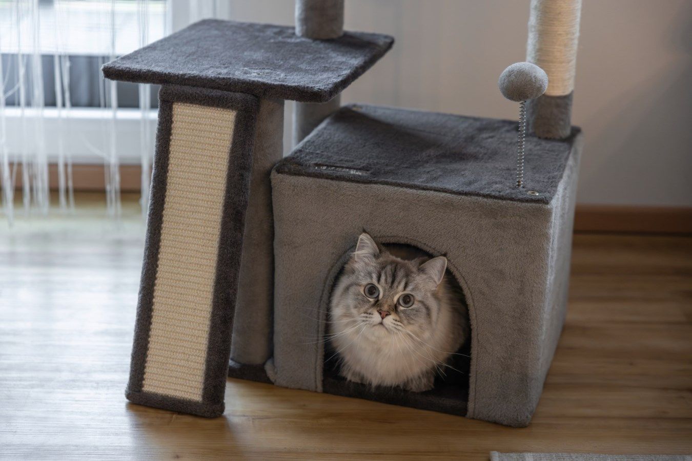 katze, haustier-möbel, katzenhaus, katzenkonsole, grau