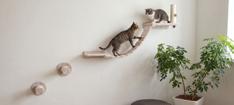 Pareti da arrampicata per gatti