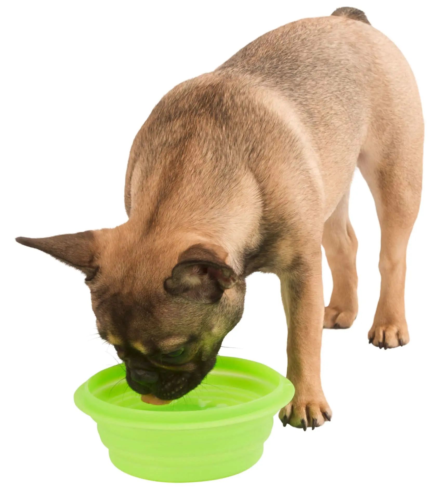 Kerbl Gamelle de Voyage Silicone Pliable pour Chien & Chat, 1 L, en utilisation