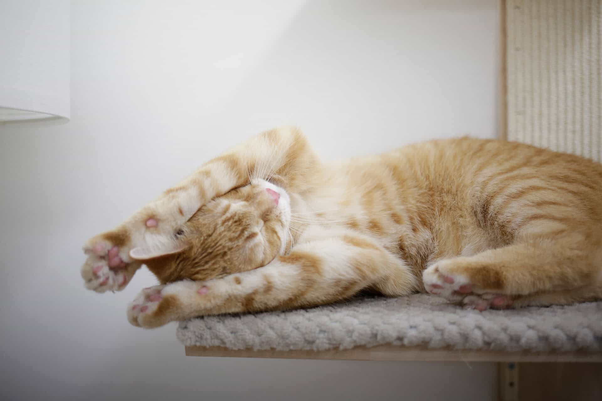 Kerbl Arbre à Chat Mural TIMBER avec Zones de Repos, en utilisation