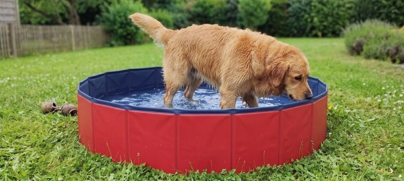 Hundpool