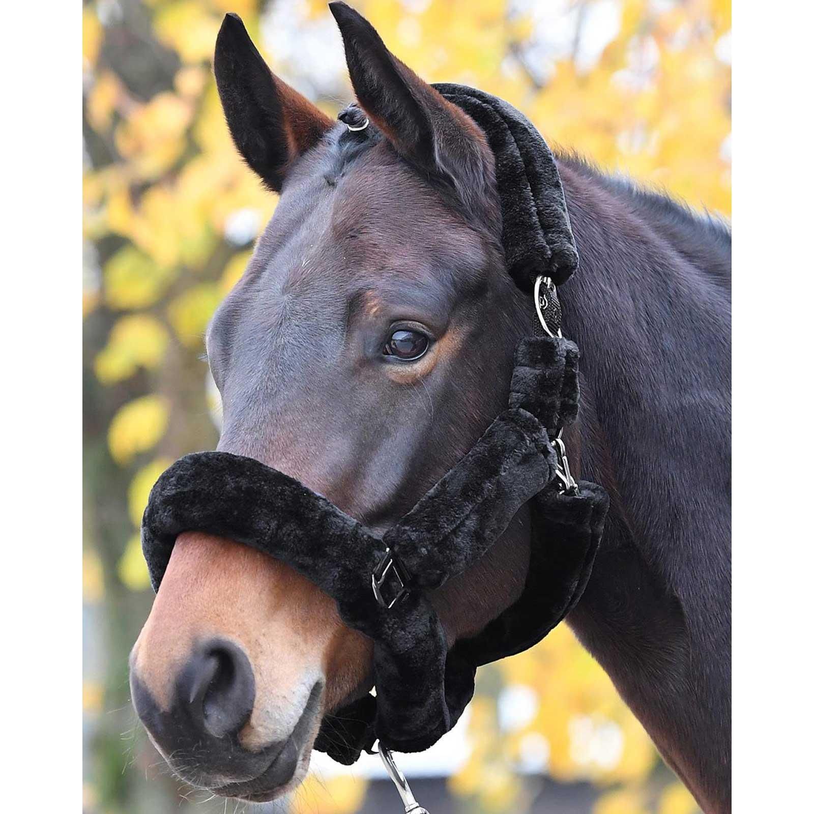 BUSSE Fellhalfter GUARD, weiches Gurthalfter mit Kunstfell, im Einsatz