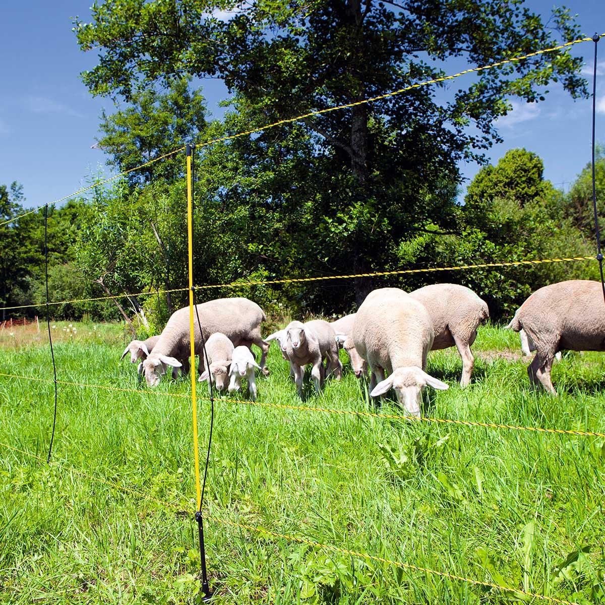 Ako Sheep Net EasyNet electrificable with ground clearance, single tip, black-yellow 50 m x 105 cm
