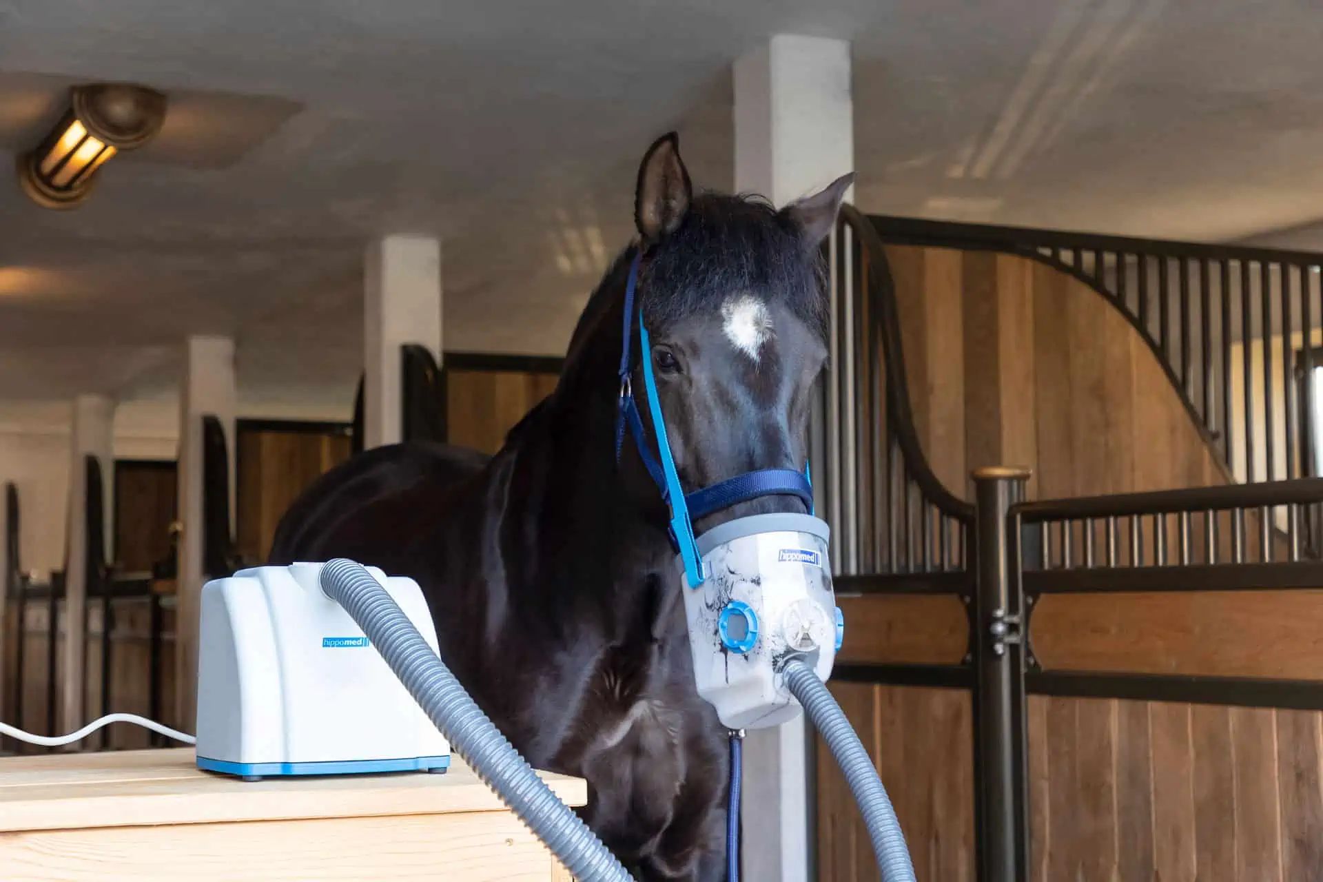 Svart häst i box, ansluten till en apparat med andningsmask och slang