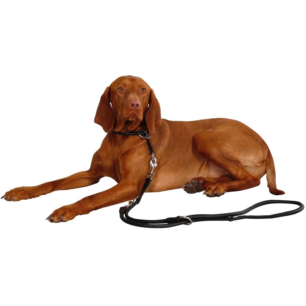 Kerbl Rundleder-Führleine Roma für Hunde, 200 cm x 8 mm, im Einsatz