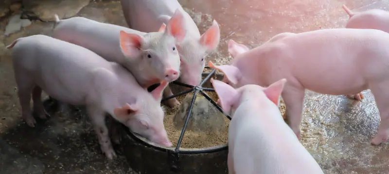 Aliments pour porcs