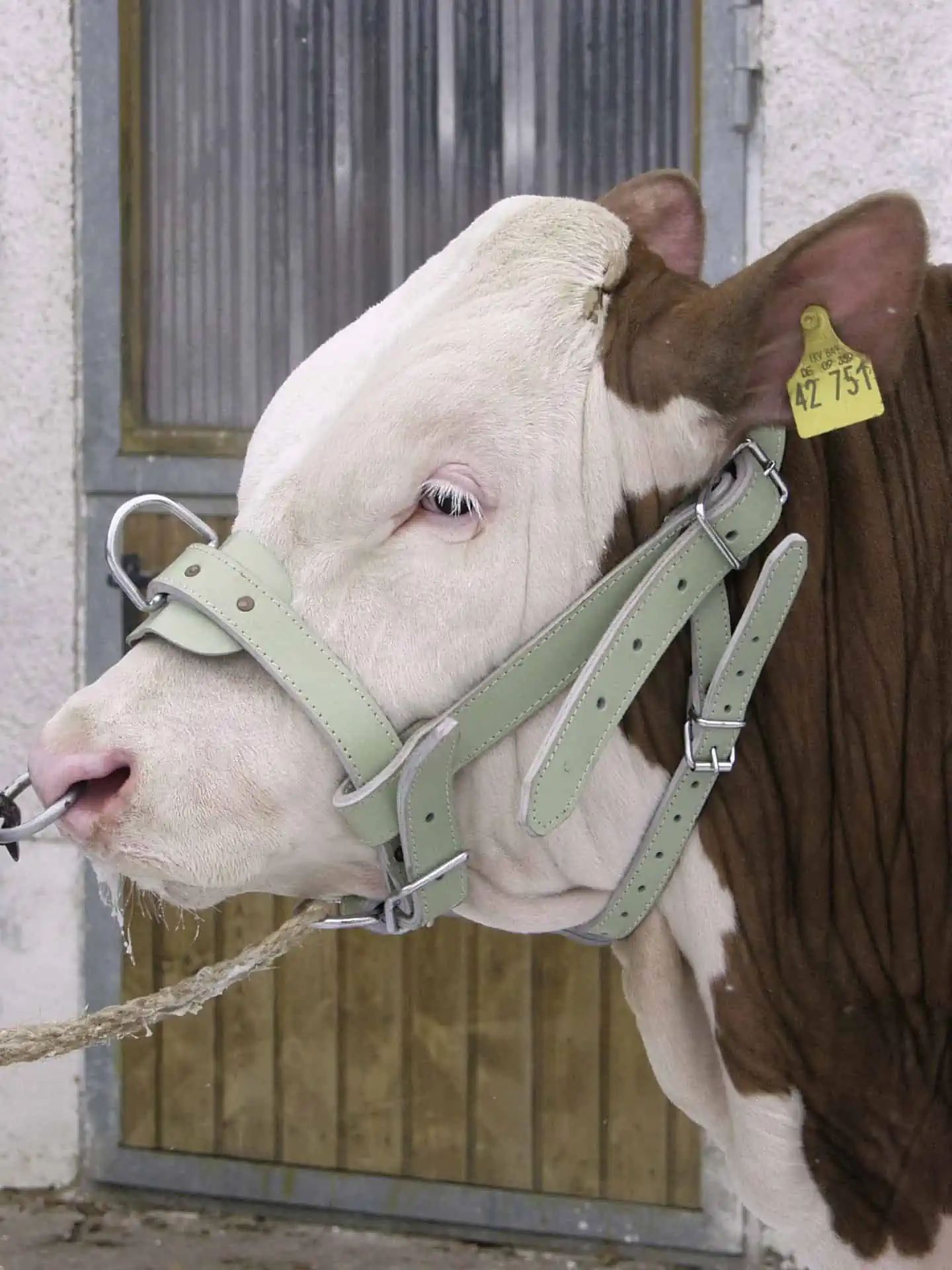 Kerbl Bullenhalfter Leder doppelt, robuste Beschläge, im Einsatz