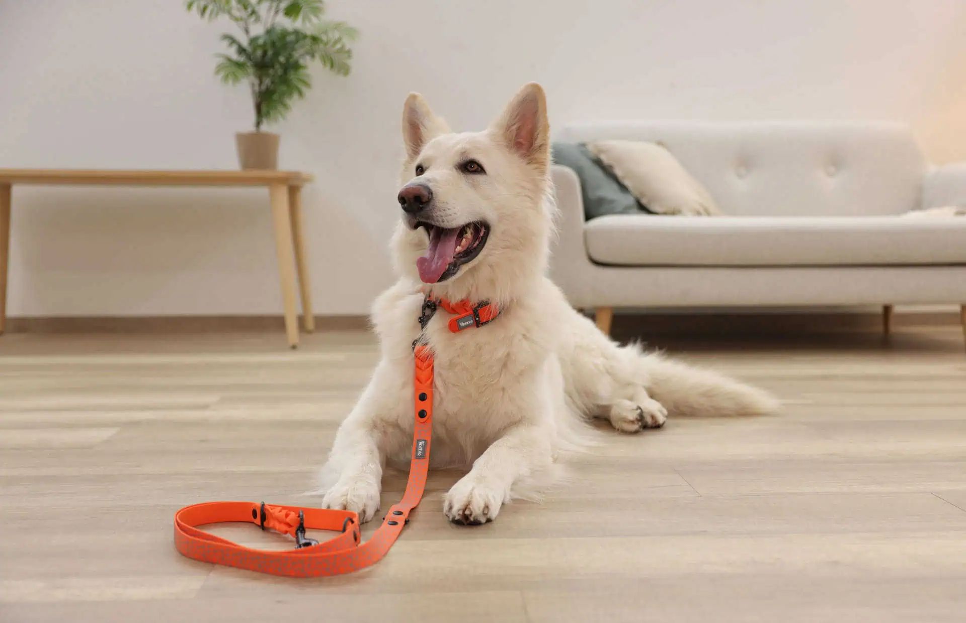 Chien blanc couché sur parquet, collier et laisse orange, dans le salon
