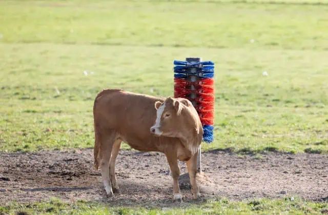 Brosse à vache sur poteau HAPPYCOW Maxi pour bovins et chevaux, en utilisation, au pré