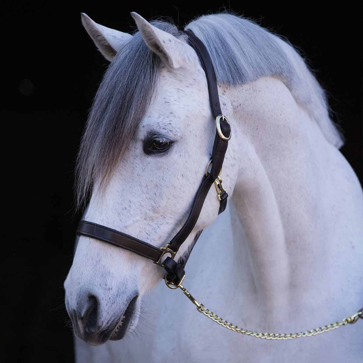 Horse Head-Collar Eco Leather black Full
