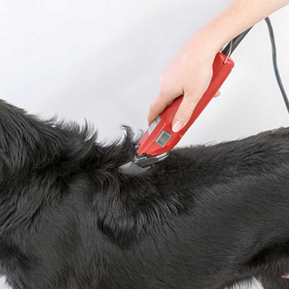 Tosatrice Aesculap Favorita Speed per cani con set di rialzi
