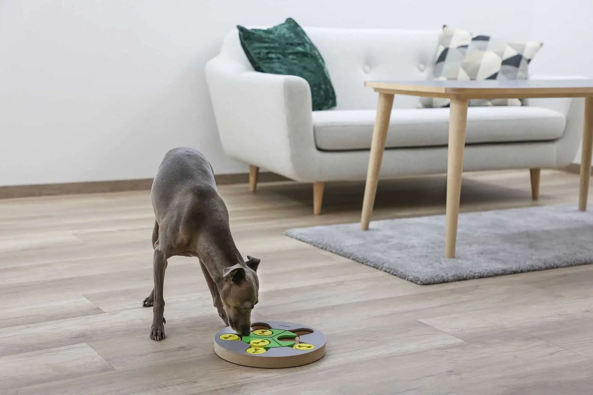 Kerbl Pet Switch Thinking & Learning Dog Toy, Ø 25 cm, in use, indoors