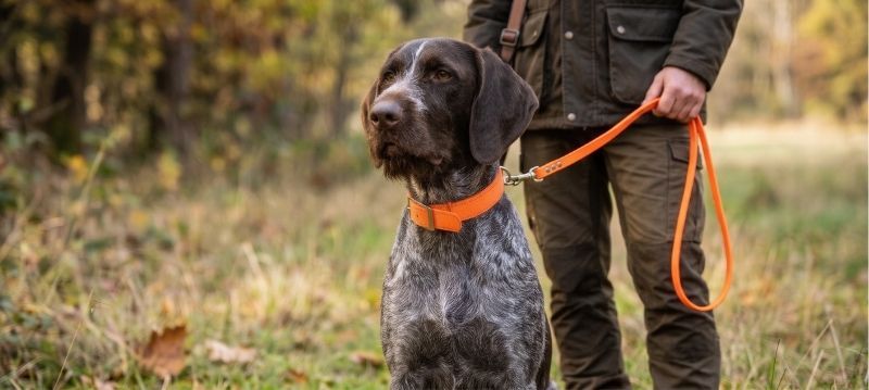Chien de chasse