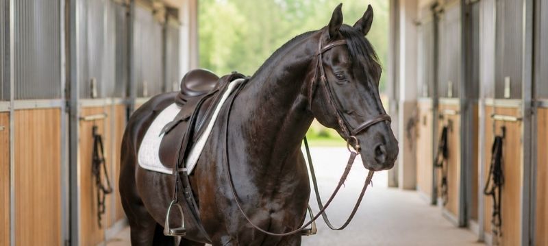 Attrezzatura per cavalli