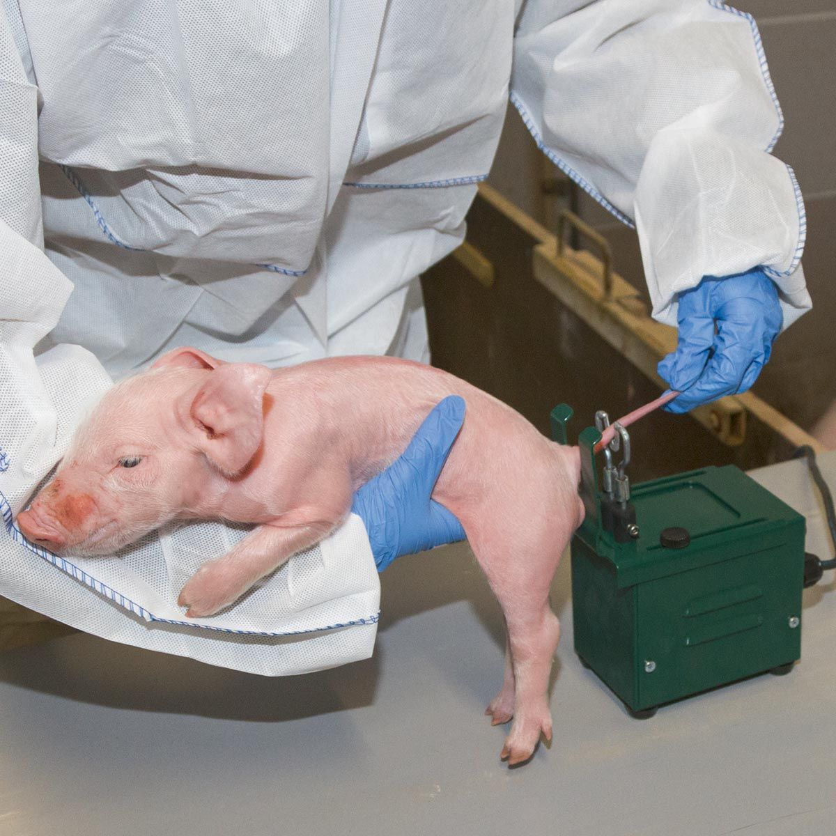 Person in Schutzkleidung haelt Ferkel neben einem gruenen Geraet mit Kabel