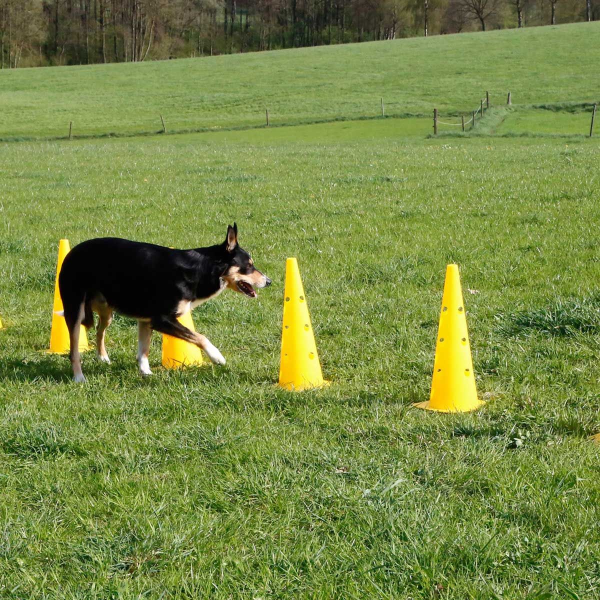 Kerbl Agility Häckset med Koner, 3-pack, Höjdjusterbar, i användning