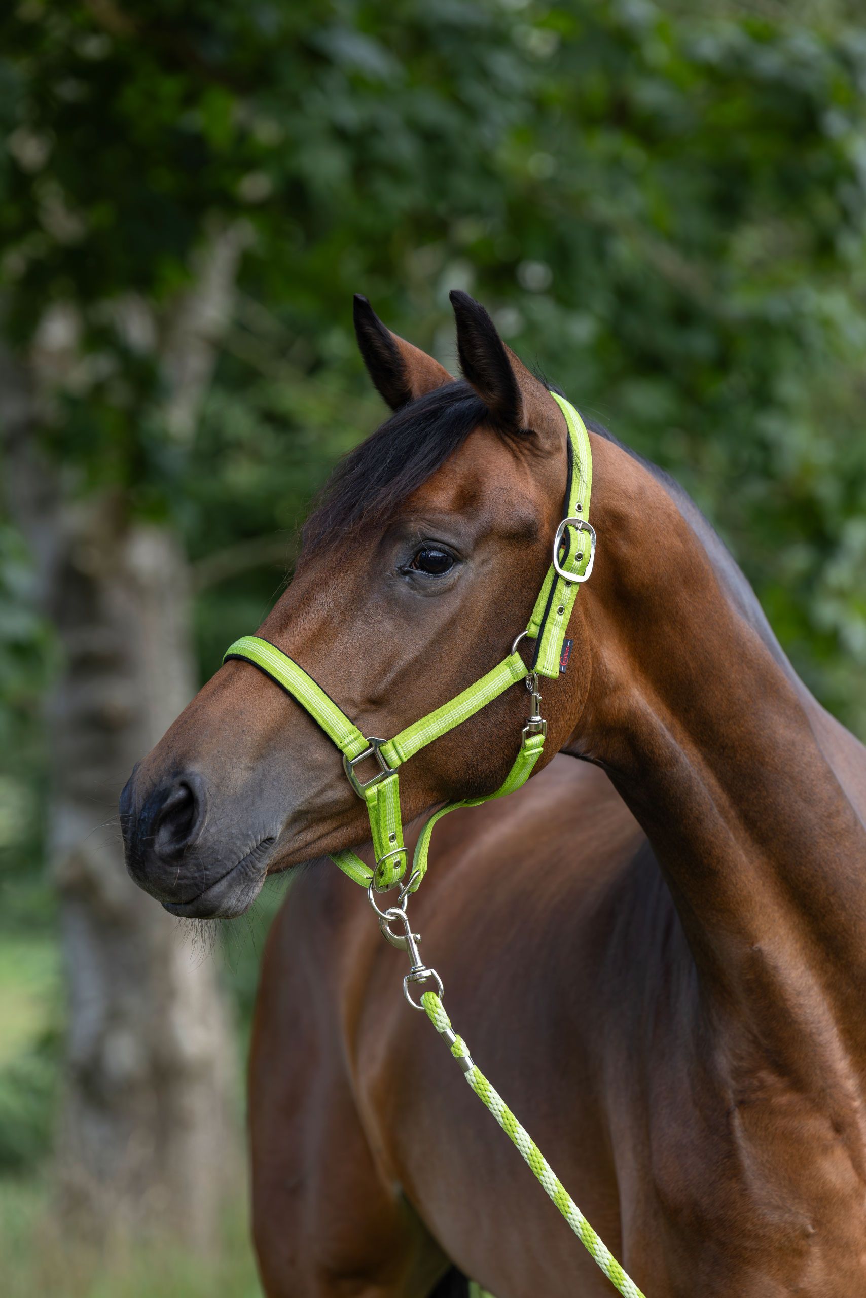 horse, halter, neon-green, bridle, tack