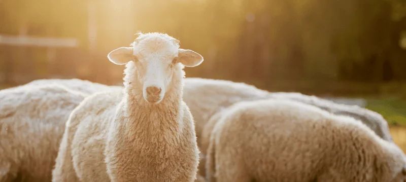 Accessoires pour moutons