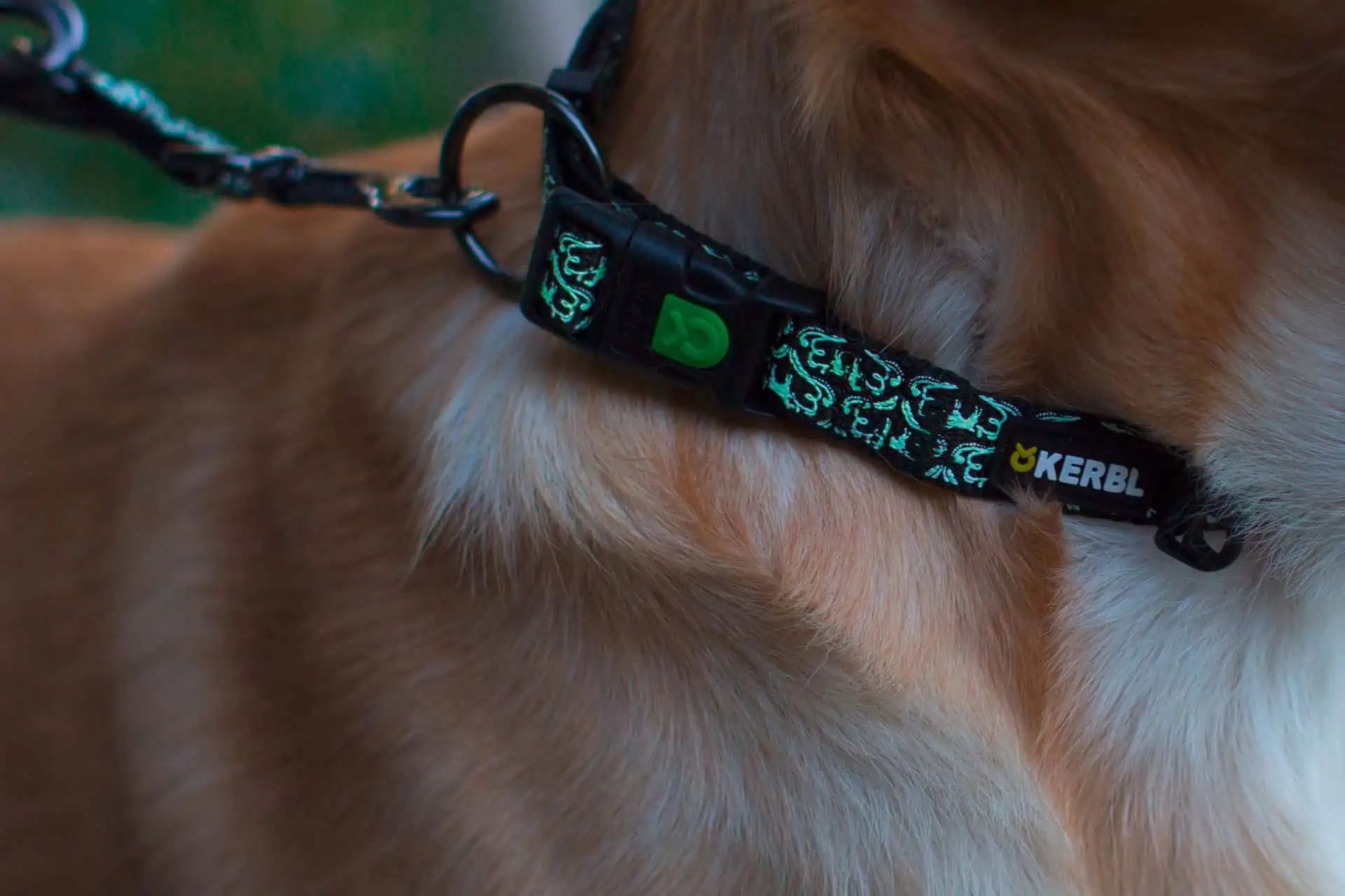 Kerbl Pet Collare Shiny Night, fluorescente, luminoso, in uso