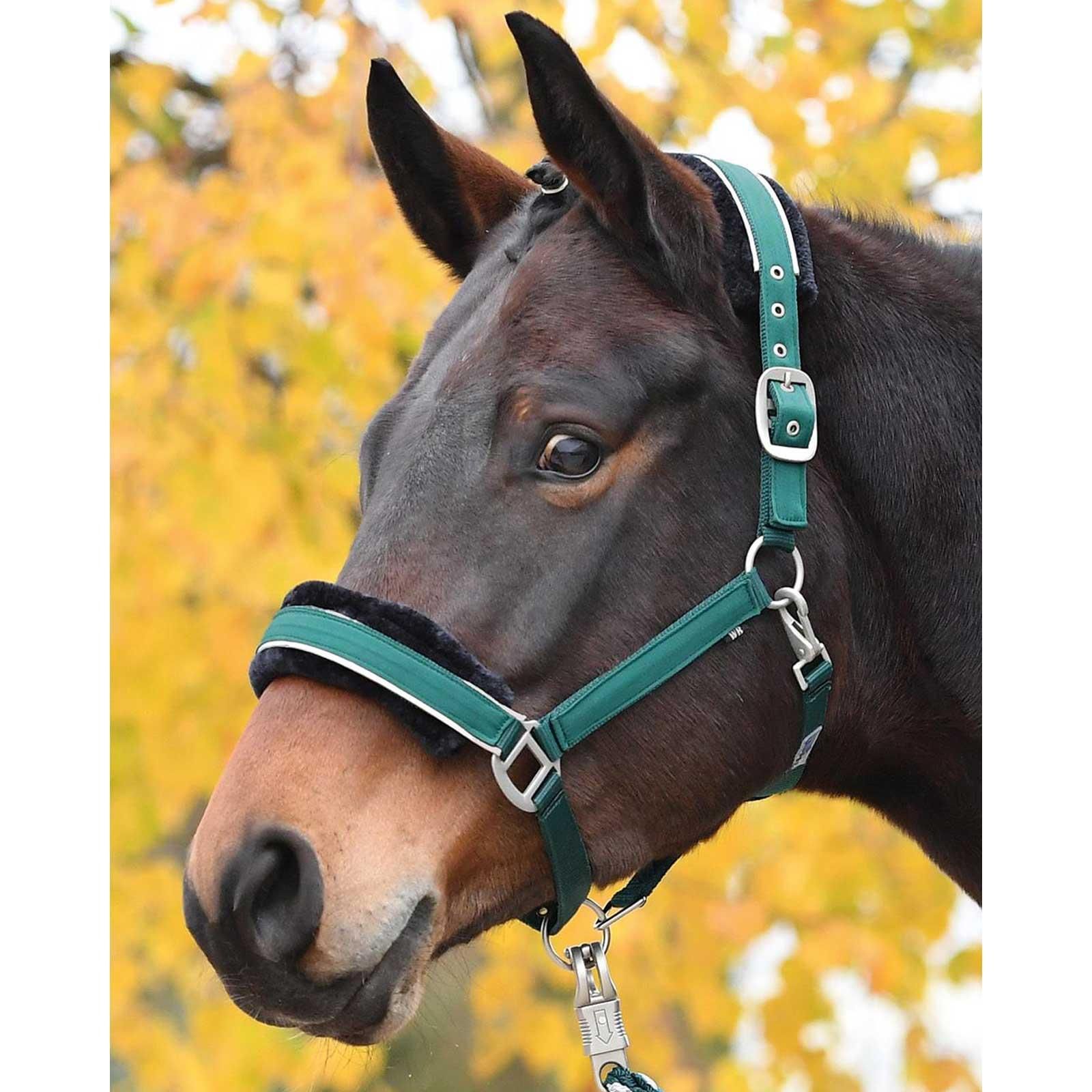 Pferdekopf mit grünem Halfter vor herbstlich gelbem Laub
