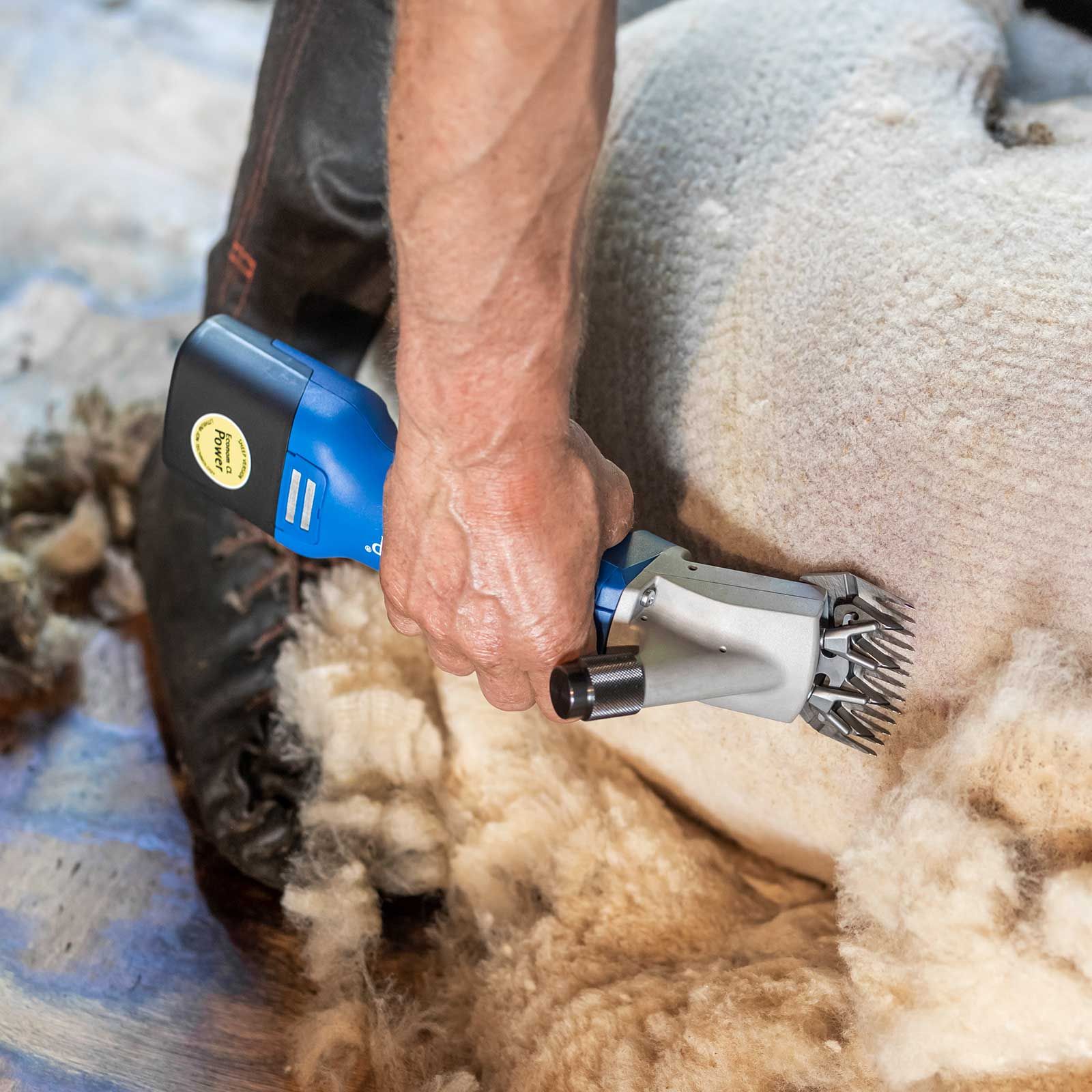 Aesculap Econom NOVA CL Cordless Sheep Clipper, Blade Set, in use, held in hand