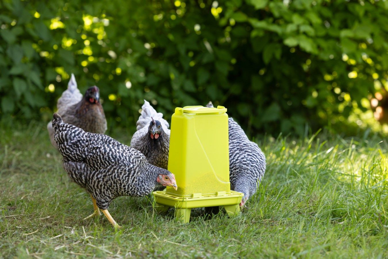 chickens, hen, chicken coop, feeder, outdoor