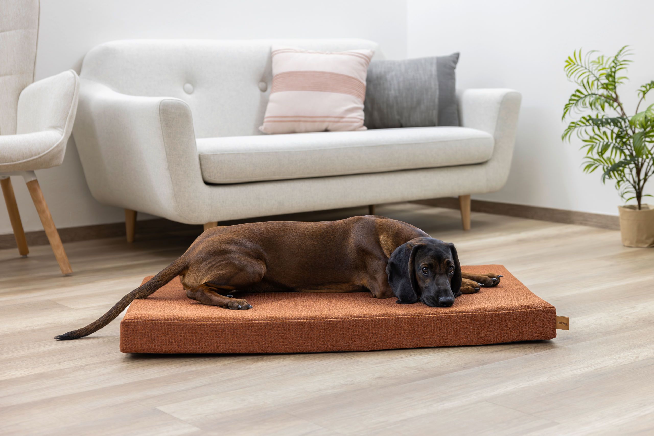 dog, pet bed, brown, indoor, rectangle pillow
