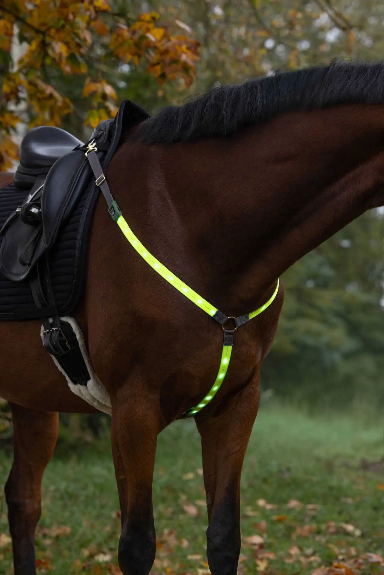 Covalliero Pieptar LED pentru cai, vizibil până la 300 m, în utilizare