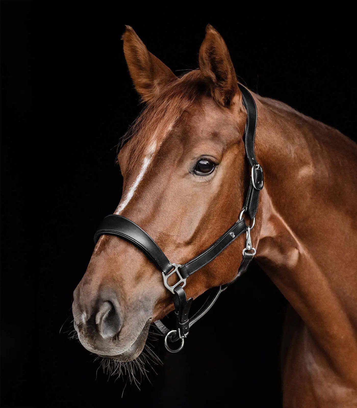 Waldhausen X-Line Leather Halter Anatomic black COB