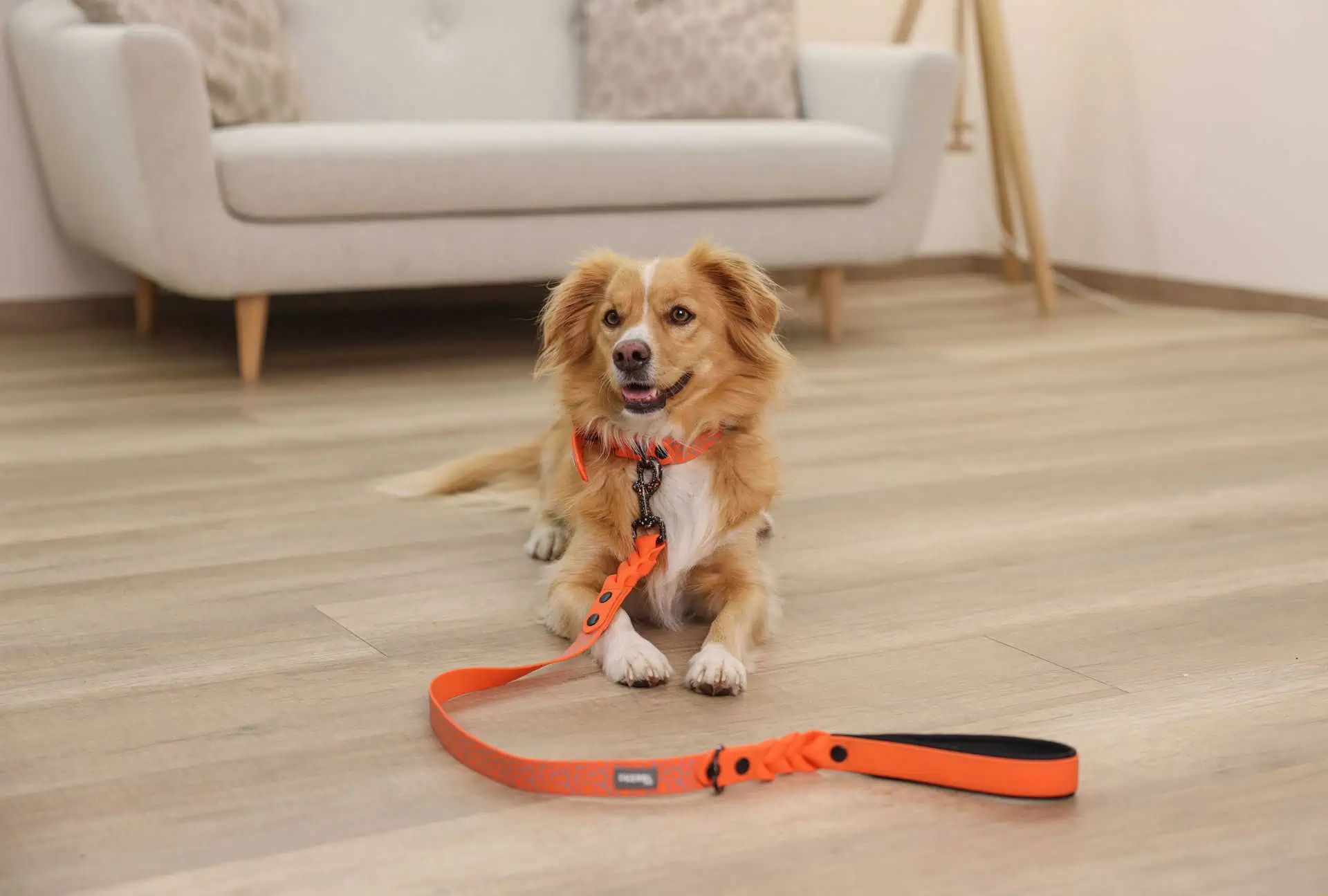 Light-coloured dog lying on a wooden floor with an orange lead, in front of a sofa